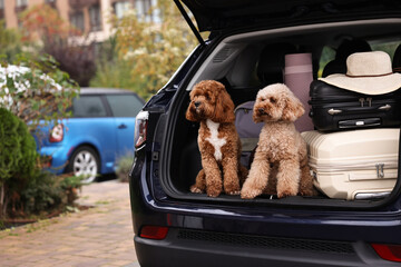 Wall Mural - Cute fluffy dogs sitting near suitcases in car trunk