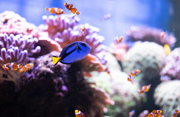 Wall Mural - The blue surgeonfish with anemones in the background. A popular fish in marine aquariums. Paracanturus hepatus. 