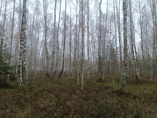  Rekyva forest during cloudy autumn day. Pine and birch tree woodland. Blueberry bushes are growing in woods. Cloudy day with white and gray clouds in sky. Fall season. Nature. Rekyvos miskas.