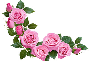 Wall Mural - pink rose flowers in a corner floral arrangement isolated on white or transparent background