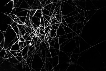 Wall Mural - spider web on a dark background