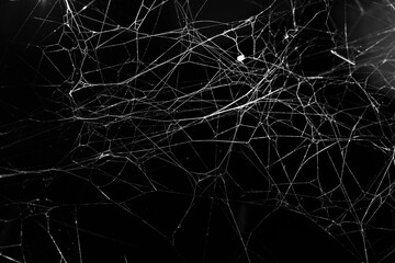 Wall Mural - spider web on a dark background