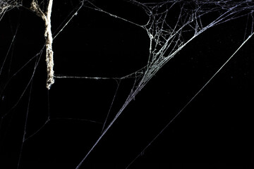 Wall Mural - spider web on a dark background