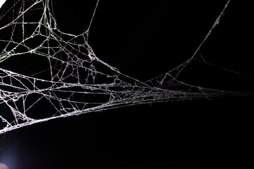 Wall Mural - spider web on a dark background