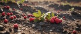 Small wild wineberries in a dry and cracked soil environment, desiccated plant, rubus phoenicolasius