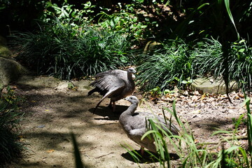 Poster - The Cape Barren Goose (Cereopsis novaehollandiae) is a large, striking goose native to southern Australia and Tasmania. Known for its unique appearance and grazing habits 