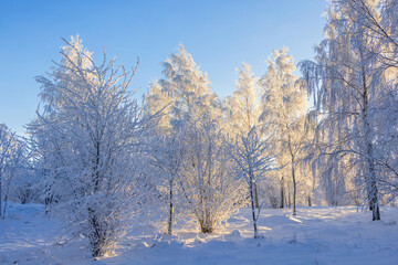 Wall Mural - Snowy and frosty woodland a cold winter day