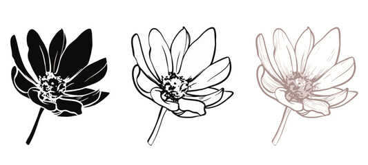 beautiful monochrome, line, black and white cosmos flower set isolated. hand-drawn contour lines and