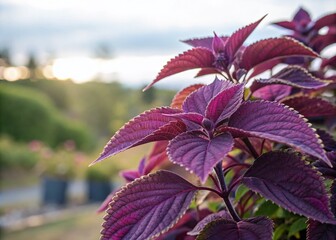 Wall Mural - A Close-Up of Vibrant Purple Foliage with Softly Diffused Sunlight in the Background, Perfect for Nature and Botanical Themes with Copy Space for Text or Graphics
