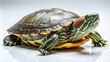 © Four888 - Aerial Photography of a Red-Eared Slider Turtle on a White Background, Showcasing Its Unique Shell Patterns and Vibrant Colors for Nature and Wildlife Enthusiasts