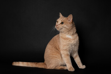 ginger young  cute cat portrait on a black background