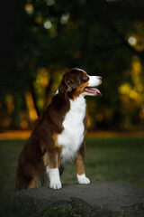 Wall Mural - australian shepherd young dog portrait in colorful green park standing on the stone