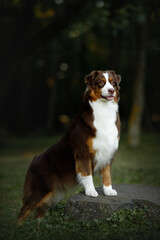 Wall Mural - australian shepherd young dog portrait in colorful green park standing on the stone