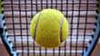 © Tom - A close-up view of a bright yellow tennis ball caught in a racket's net, emphasizing the texture and detail of the ball and strings.