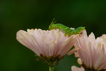 Wall Mural - Dragon-headed caterpillar, the larval stage of the common nawab butterfly (Polyura athamas) on pink flower petal, natural bokeh background