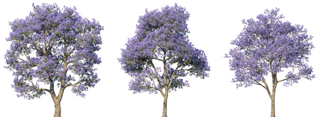 Wall Mural - Set of Jacaranda mimosifolia (also known as the jacaranda, blue jacaranda, black poui, Nupur or fern tree) frontal isolated png on a transparent background perfectly cutout