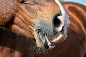 Wall Mural - close up shows the nose and mouth of a horse focusing on texture and light contrasts