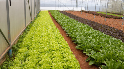 Wall Mural - Non-toxic vegetable plant Organic with soil on farm ,Farmers hands holding fresh vegetables