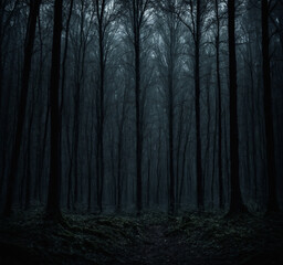  Dark forest in the middle of nowhere