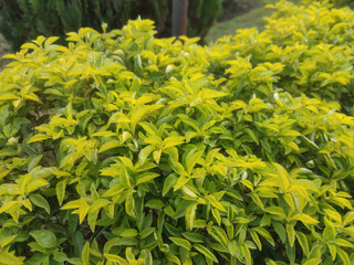 Golden Dewdrop Duranta Erecta in Full Bloom with Bright Purple Flowers and Green Foliage.