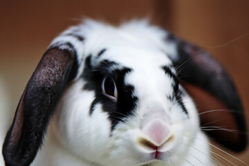 Wall Mural - White rabbit with red ears and long tail. Close up of rabbit. Close up of a rabbit with a face colored. Close up of a rabbit with a lifestyle colored face.