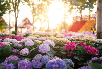 Wall Mural - hydrangea flowers in the garden with morning sunlight, stock photo