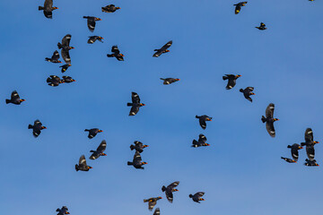Group Common Hill Myna Gracula religiosa intermedia, isolated on nature background.