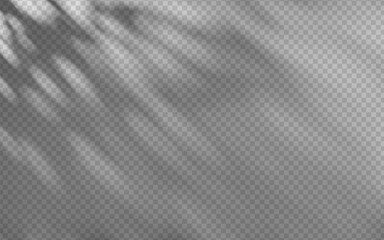 Wall Mural - shadow overlay from foliage on a transparent background.