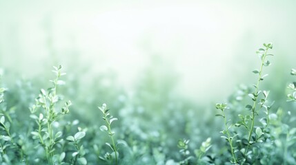 Poster - Soft Green Foliage with Ambient Light and Gentle Bokeh Effect