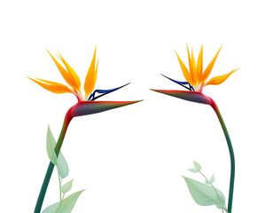 Poster - The exotic colors of tropical flowers Strelitzia and Xanadu are showcased against a clean white background in design._00002_