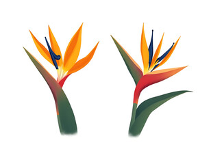 Poster - The exotic colors of tropical flowers Strelitzia and Xanadu are showcased against a clean white background in design._00001_
