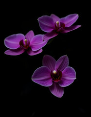 Aufkleber - Orchid flowers in a rich purple hue are placed against a dramatic black backdrop to create a striking visual effect._00002_