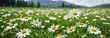 © Latsamee - White camomiles blooming in abundance on a lush green field, flowers, outdoors, vibrant