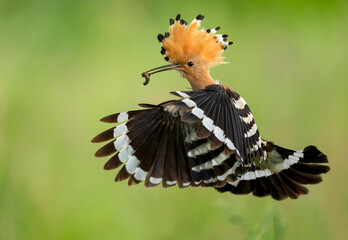 Wall Mural - eurasian hoopoe bird close up ( upupa epops )