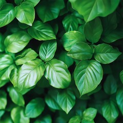 Poster - Nature of green leaf in garden at summer. Natural green leaves plants using as spring background cover page greenery environment ecology lime green wallpaper
