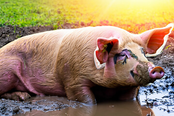 A pig is the mud. Pigs mud puddles with sun. Pigs and animals in a pink puddle in nature. Pigs and pigs in a puddle of mud in nature lifestyle with pink mud.