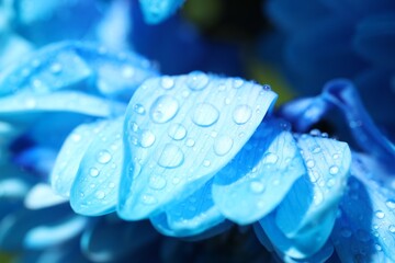 Wall Mural - beautiful light blue flower with water drops on blurred background, macro view