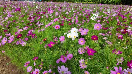 Wall Mural - Cute Pink and white Cosmos Flowers Blooming and Blowing with The Wind in A Botanical Garden in Autumn or Fall, Lop Buri. THAILAND