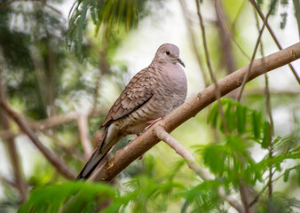 Wall Mural - inca dove