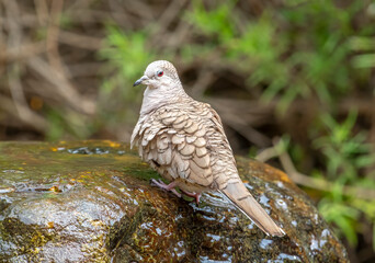 Wall Mural - inca dove