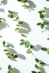 Sticker - Green Leaves on White Background