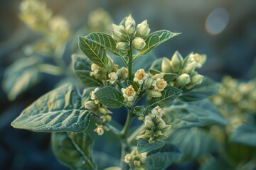Aufkleber - A detailed view of tiny white blooms on a plant, suitable for botanical or nature-inspired uses