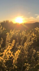 Poster - Glowing thorny desert plants bask in the warm light of the setting sun, creating a stunning and tranquil landscape that captures the serene beauty of the evening sky