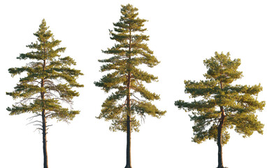 Wall Mural - pinus sylvestris tree big tall isolated png on a transparent background premium cutout in sunset lig