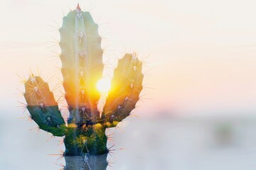 Poster - Close-up shot of a cactus plant with the sun shining brightly in the background