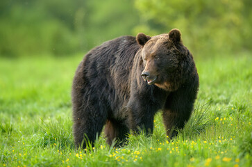 Wall Mural - Wild brown bear ( Ursus arctos )