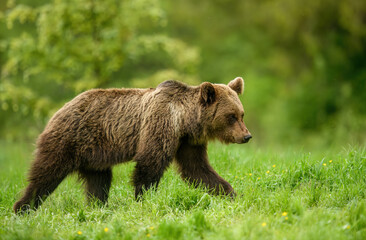 Wall Mural - Wild brown bear ( Ursus arctos )