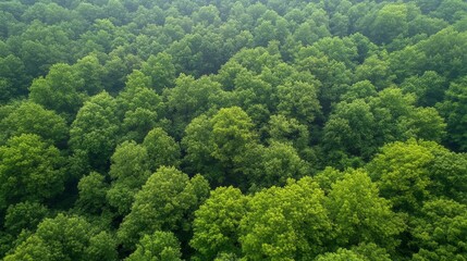 Sticker - A serene aerial view reveals a lush forest, where a distant train chugs along, weaving through the vibrant greenery under a bright blue sky.