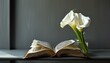 ©  VladaToday - Open book of remembrance with elegant white calla lilies for reflective moments