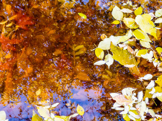 Wall Mural - dark water of pond with floating leaves closeup